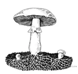 Рисунок к задаче