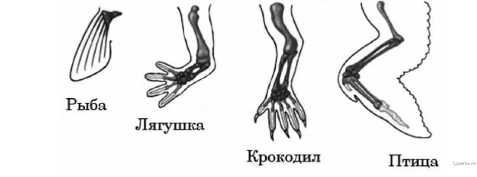 Рисунок к задаче