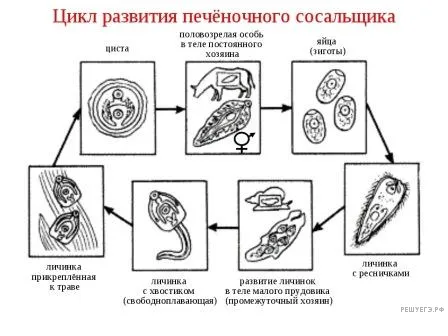 Рисунок к задаче