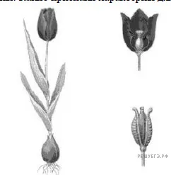 Рисунок к задаче