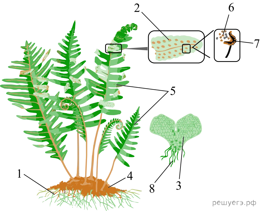 Рисунок к задаче