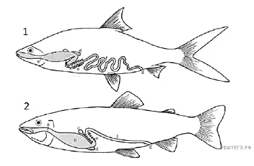 Рисунок к задаче