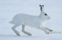 Рисунок к задаче