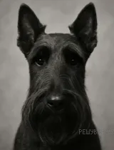 Рисунок к задаче