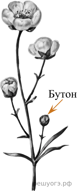 Рисунок к задаче