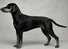 Рисунок к задаче