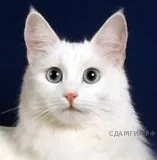 Рисунок к задаче