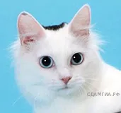 Рисунок к задаче