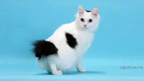 Рисунок к задаче