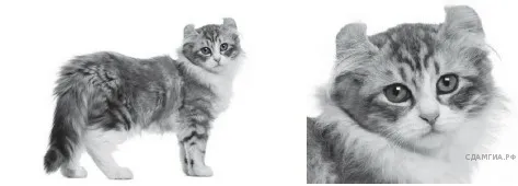 Рисунок к задаче