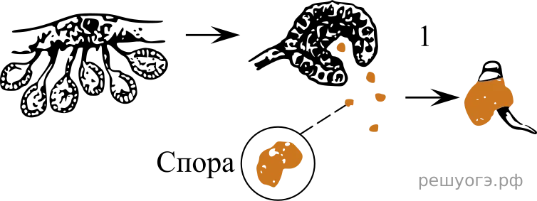 Рисунок к задаче
