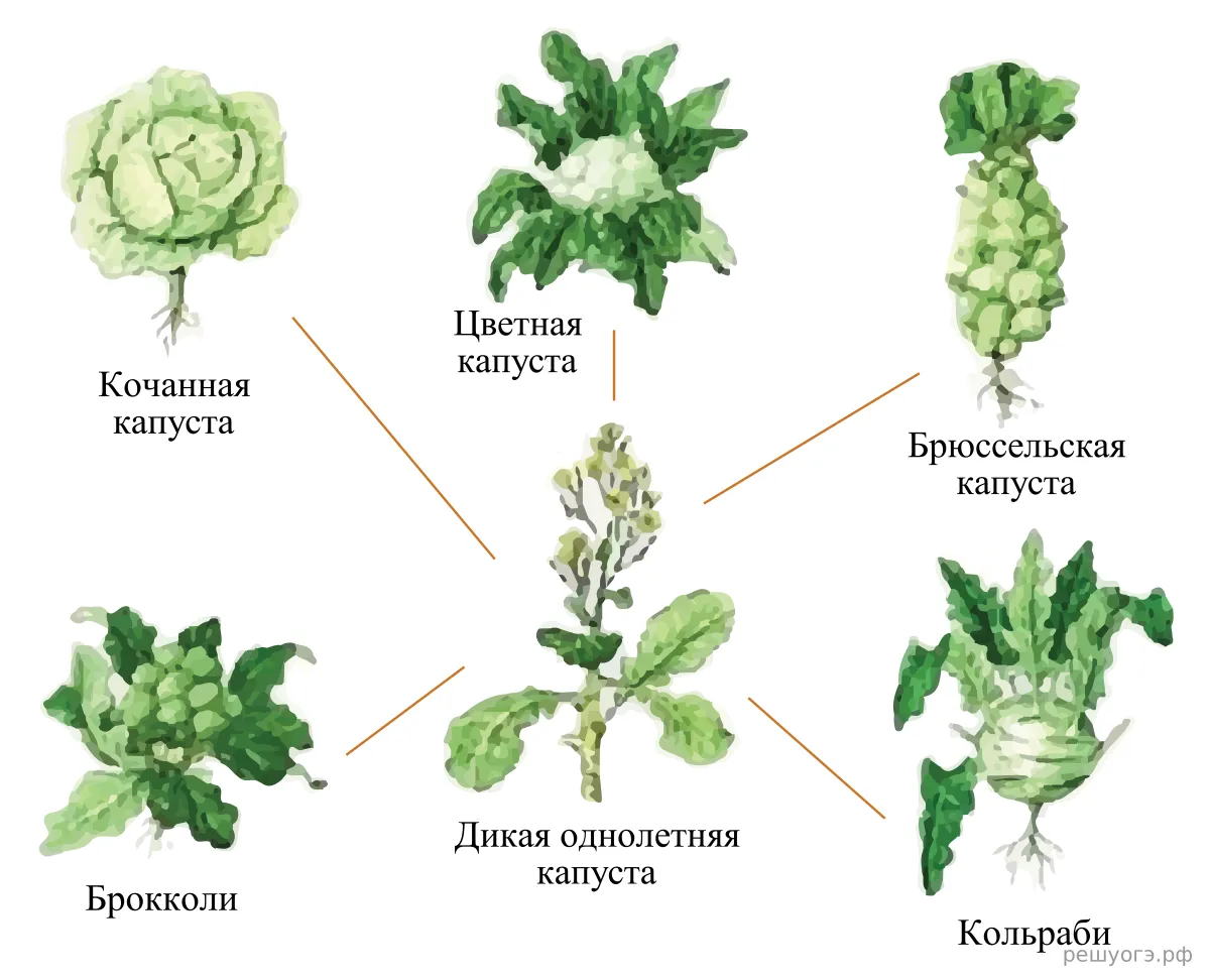 Рисунок к задаче