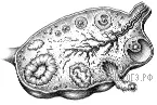 Рисунок к задаче